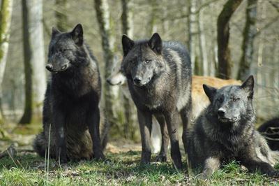 Wolves, dogs and the dominance theory 