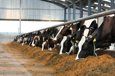 Feeding cattle: learn the basics