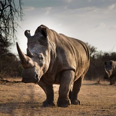 Rhino poaching declines significantly