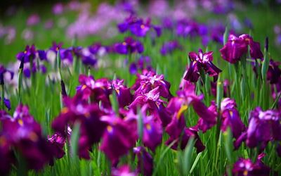 Flowers that can be planted in August