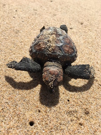 Sea turtle hatchlings might be found on beaches