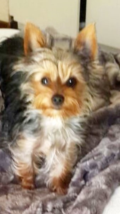 Beloning vir opsporing van Yorkie