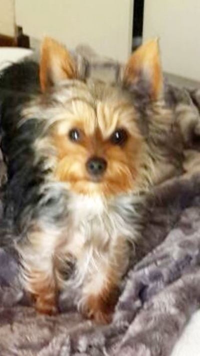 Beloning vir opsporing van Yorkie