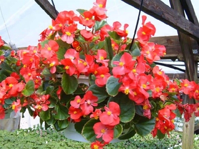Plants to avoid if you have pets or small children