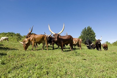 All about Ankole cows – what is the big deal?