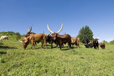 All about Ankole cows – what is the big deal?