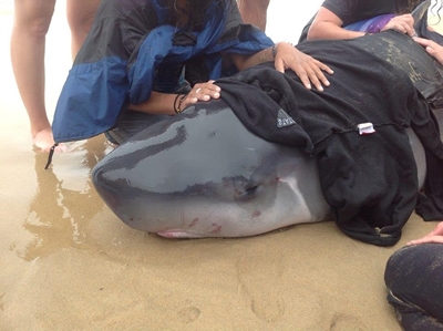 Two whales beach in Dana Bay