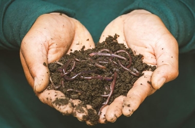 World earthworm day: Create your own DIY worm farm