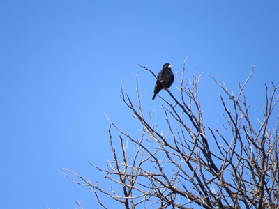 Local birders enjoy Karoo beauty