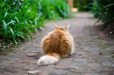 Beware of pet poisoning