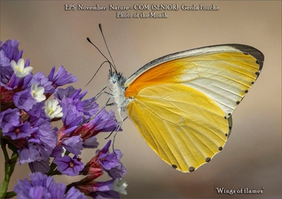 Fotografievereniging vier sy November- wenners