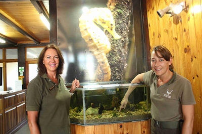 Seahorse aquarium planned for Knysna