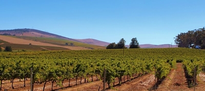 'Agriculture leading economic recovery'