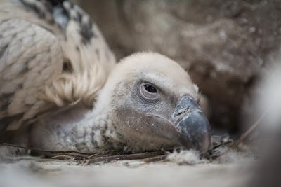 Look out for fledgling vultures