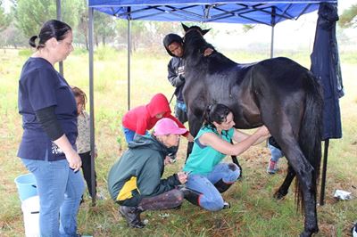 PDSA joins forces for a 'gelding drive' in Pacaltsdorp