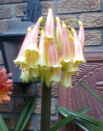 Clivias fassineer met unieke eienskappe