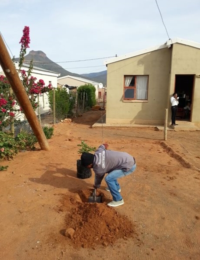 Trees planted for the love of it
