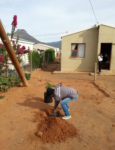 Trees planted for the love of it