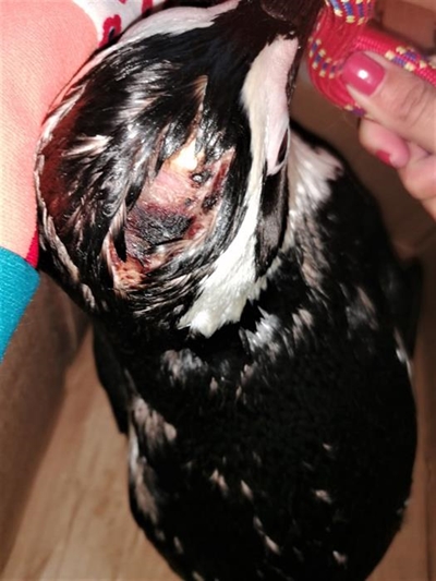 Penguin rescue