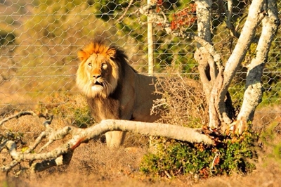 Sylvester maak hom tuis in Addo