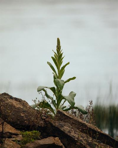 Hands-on ecological restoration talk to be hosted in George