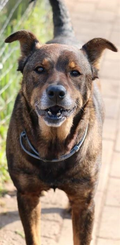 Wagging tails at Odin