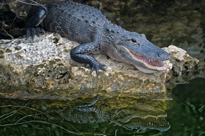 Muthi trade fuels crocodile thefts, says Crocodile Creek owner