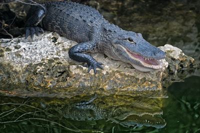 Muthi trade fuels crocodile thefts, says Crocodile Creek owner