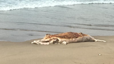 Brenton beach closed