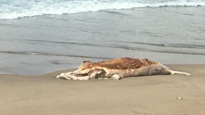 Brenton beach closed