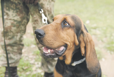 Man and dog keeping poachers on the run