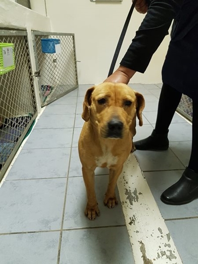 Hond sonder eienaar by kleuterskool gevind