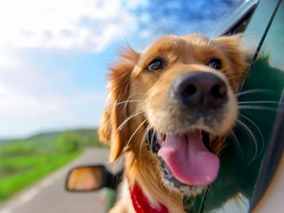 Road tripping with your dog