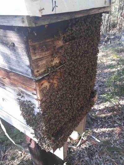 Scores of beehives saved from the fires