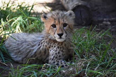 Cheetah cubs now four months old