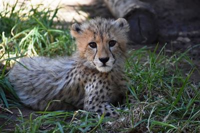 Cheetah cubs now four months old