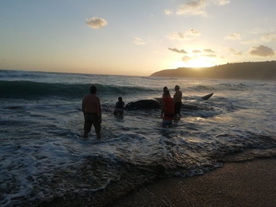 Humpback whale washes up in Wilderness