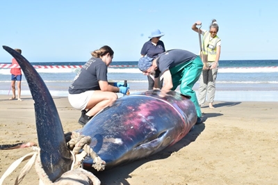 Samples taken from stranded whales