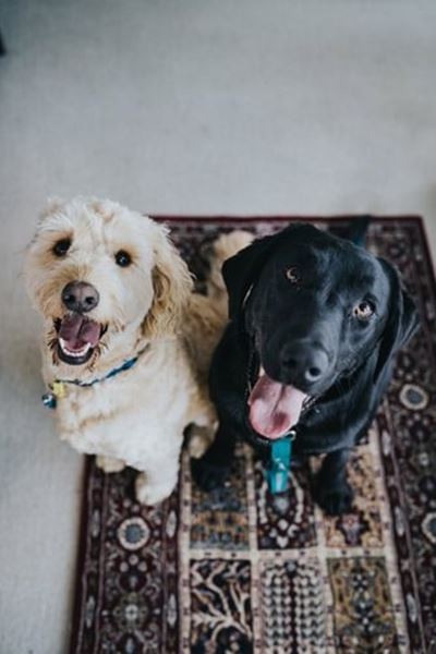 What to do when your pet has tummy trouble
