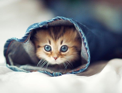 Beware: Kitten season almost here