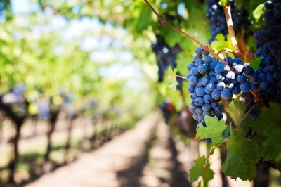 Wealth tax on wine, fruit farmers to benefit women mooted