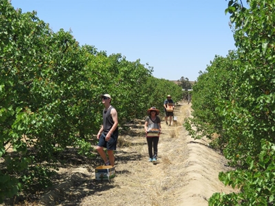 Dis vrugtetyd in die Klein-Karoo