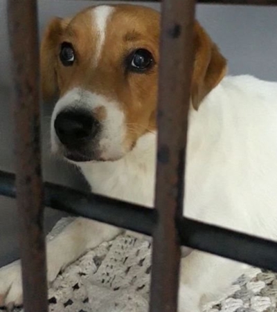Pets up for adoption
