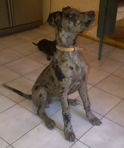 Nala needs a good home