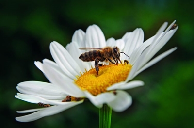 Make your garden greener