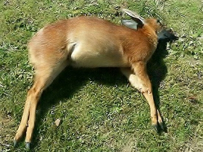 Wildlewe in bewarea in gevaar