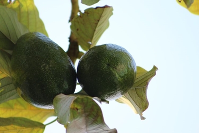 Beware of these avocado diseases