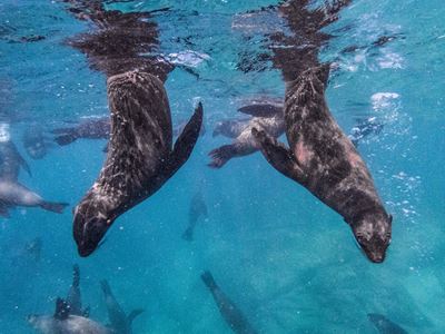 Public discouraged from engagement with Cape fur seals this holiday season and a reminder of the rabies risk