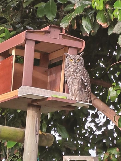 Gevlekte ooruil tuis in die tuin