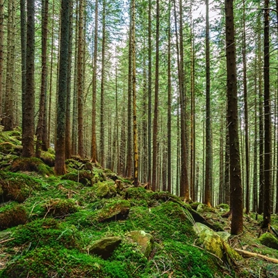Eastern Cape communities receive forestry plantations